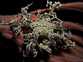   Found this Basket star 30m Hermanus Western Cape South Africa. Just Love them Africa  